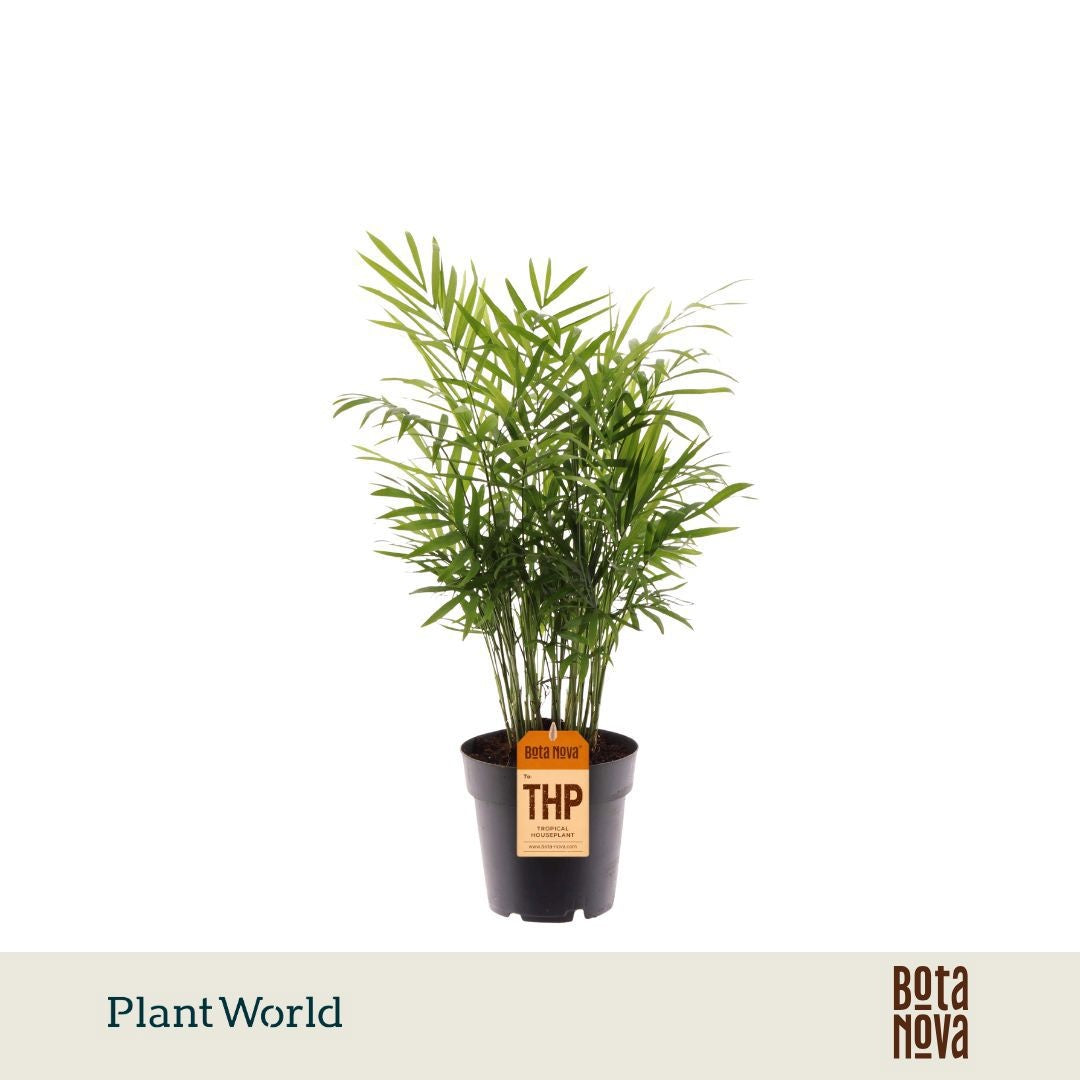 Plantworld Jogrow Chamaedorea elegans Pack of 7