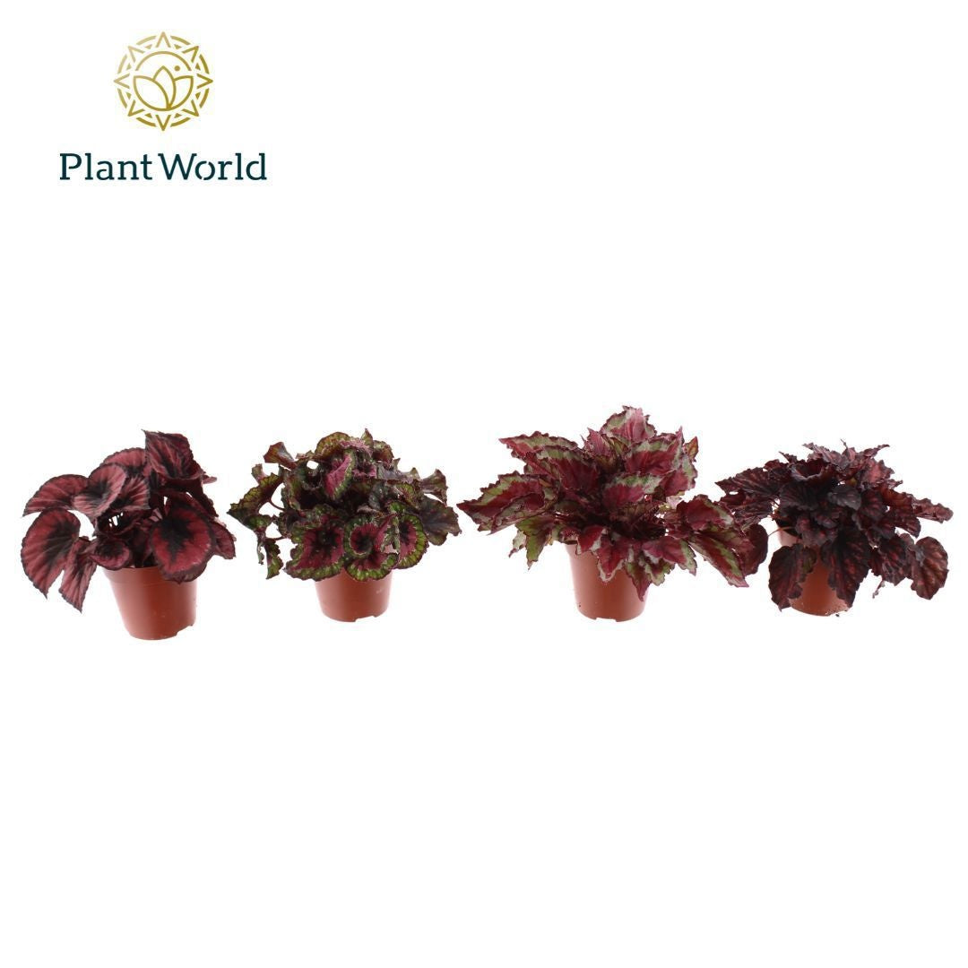 Begonia Love Mix 25cm 12cm Pot