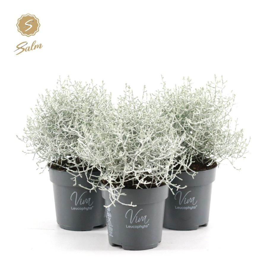 Salm, gebr. van der Calocephalus brownii Challenge Pack of 15
