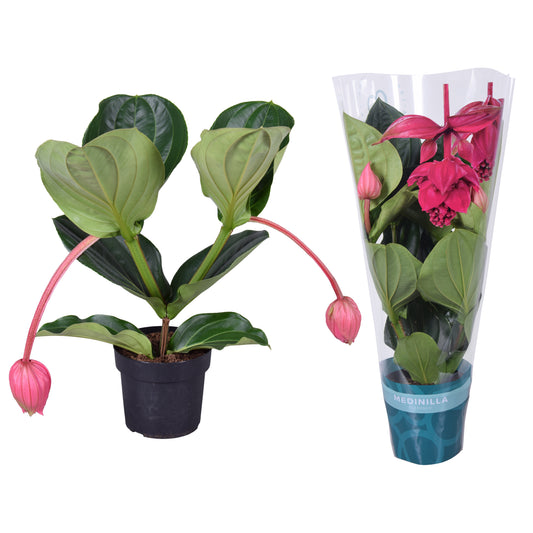Medinilla Flamenco 55cm 17cm Pot
