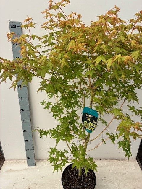 Acer palmatum mix 120cm 26cm Pot
