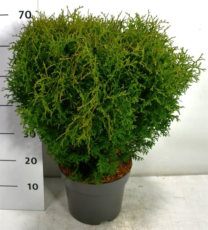 Thuja occidentalis Tiny Tim 70cm 26cm Pot