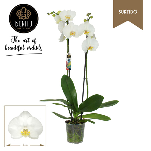 Phalaenopsis Nottingham 65cm 12cm Pot