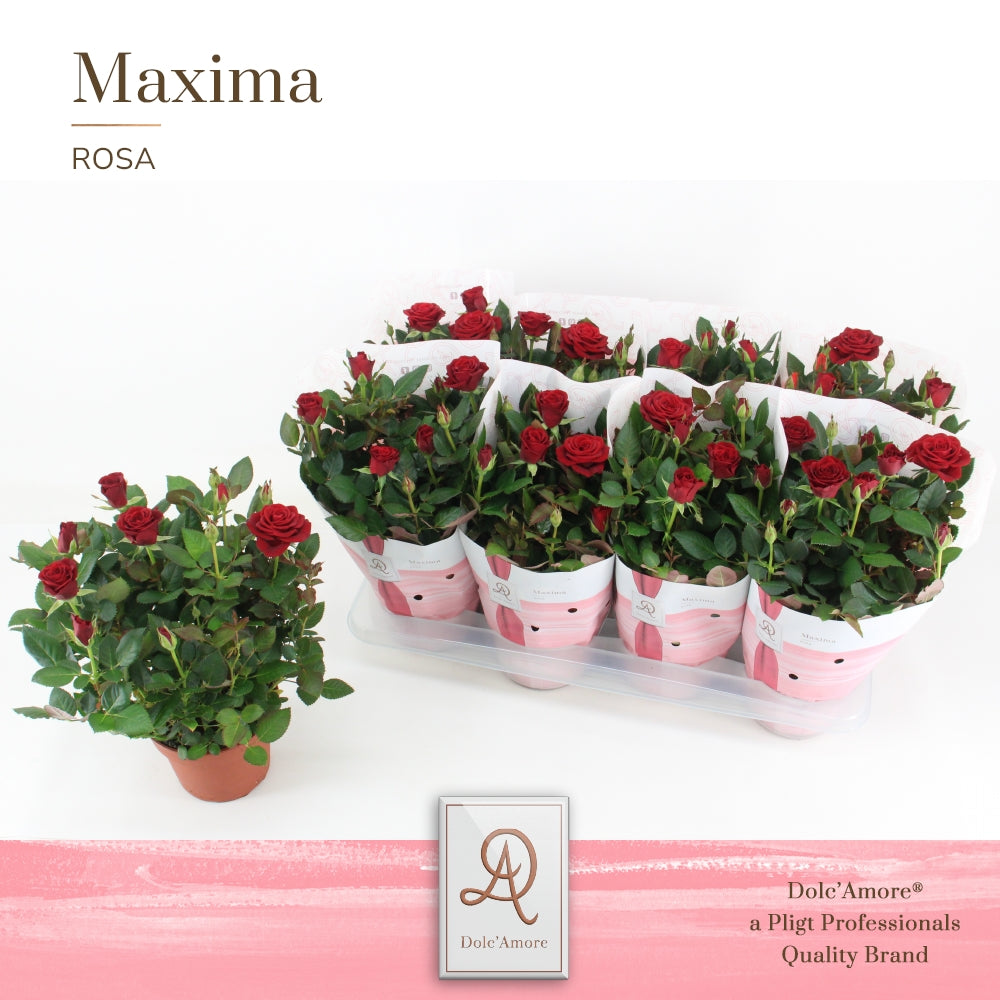Pligt Professionals BV Rosa Kordana Scarlet Mercedes Pack of 8