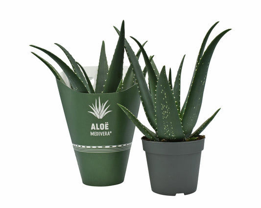 Aloe Equator 30cm 14cm Pot