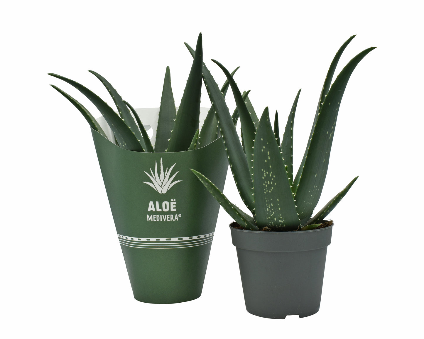 Amigo Plant VOF Aloe Equator Pack of 4