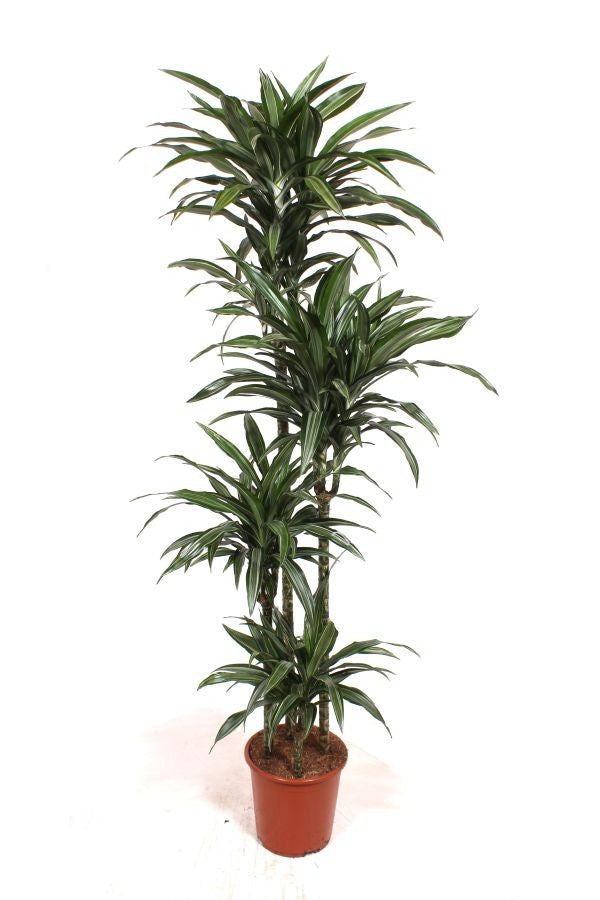 Dracaena frag. Ulises 210cm 27cm Pot