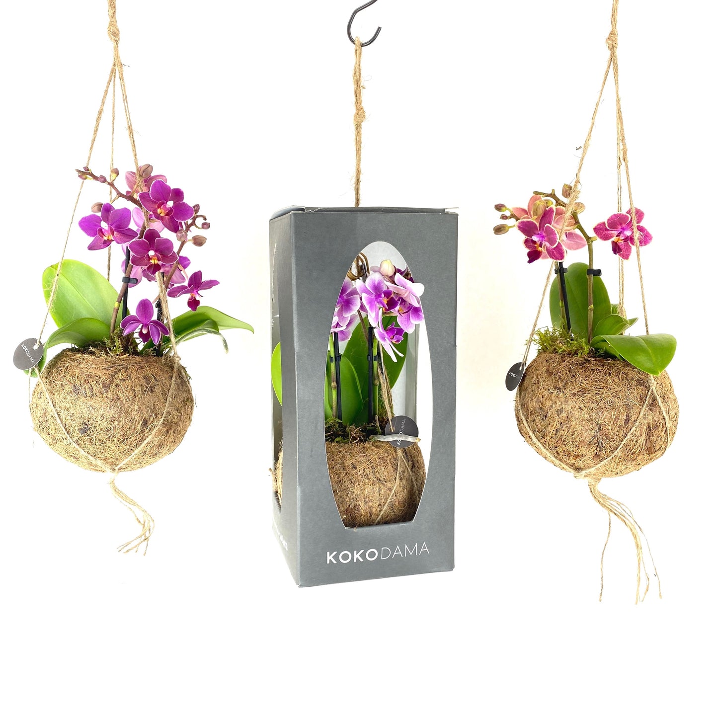 Kokoplant BV Phalaenopsis hybrid Pack of 6