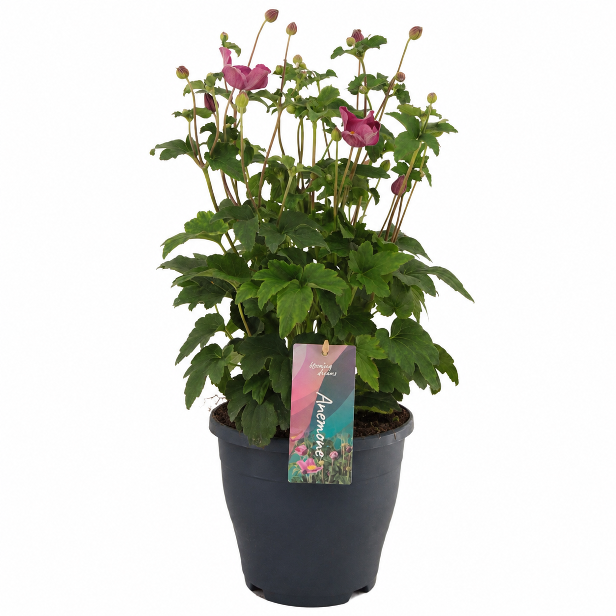 AltaNova Anemone hupehensis Pack of 1
