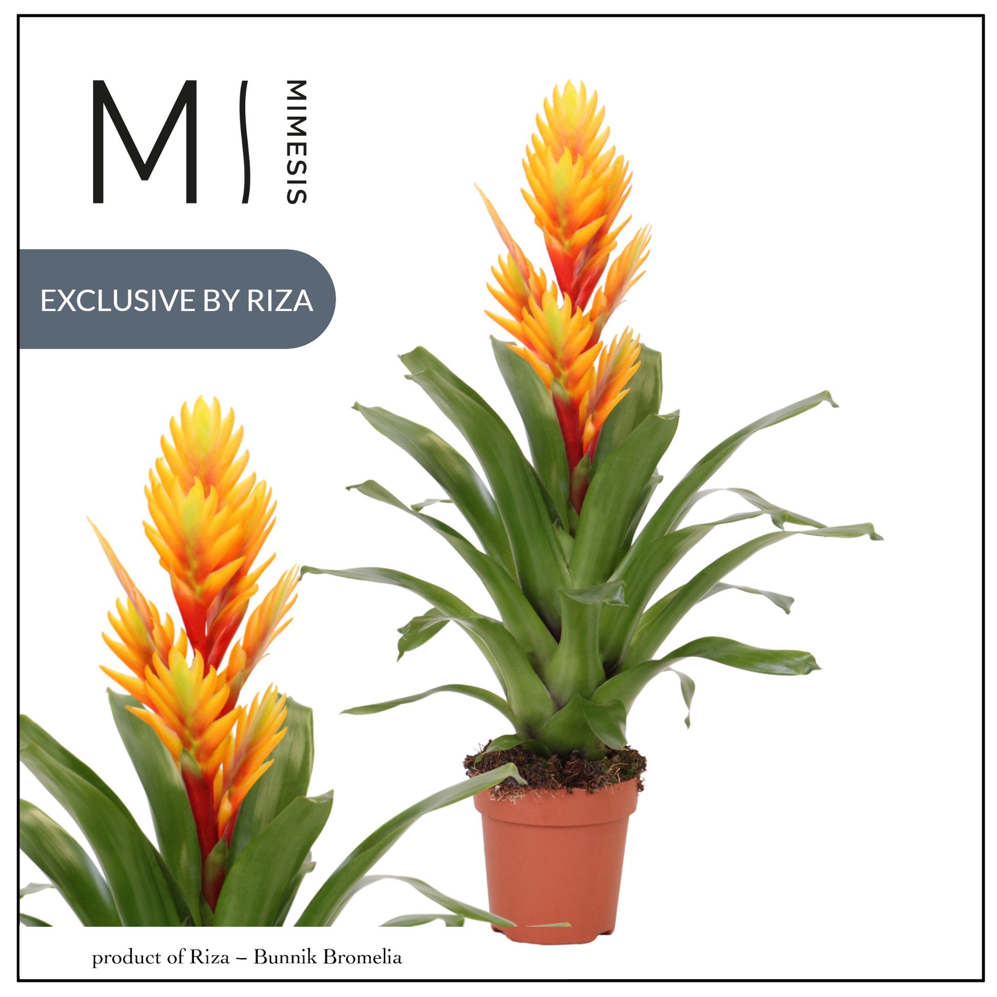 Riza Bromelia Specialist Vriesea Intenso Flame Pack of 10