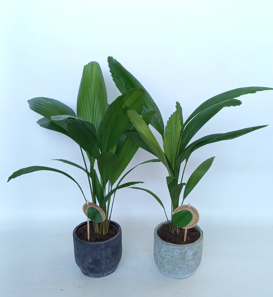 Licuala grandis 48cm 15cm Pot