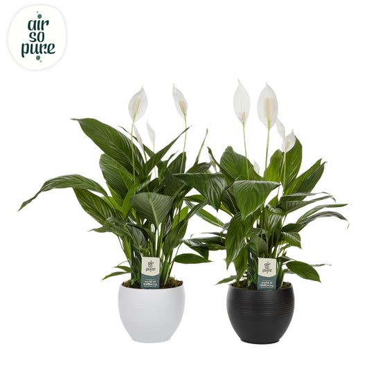 Spathiphyllum Bingo Cupido 70cm 17cm Pot