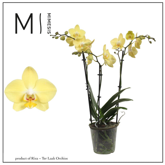 Phalaenopsis yellow 50cm 12cm Pot