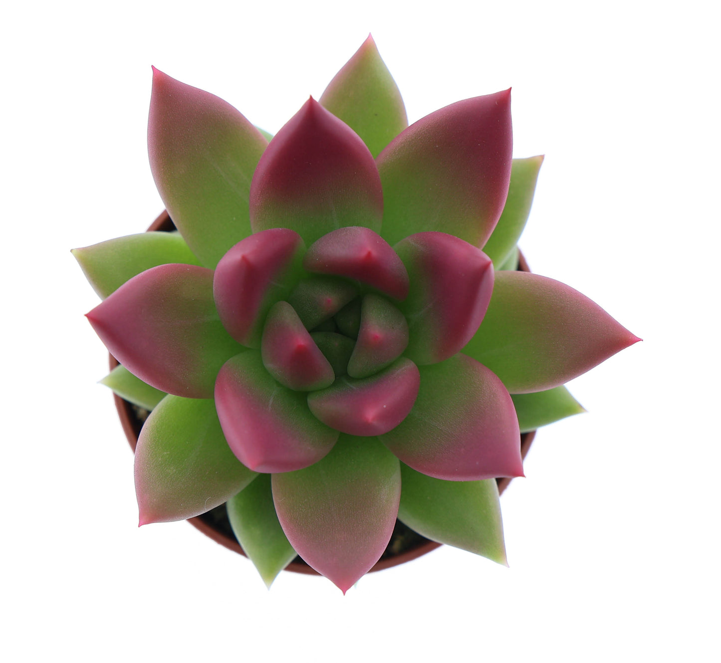 Miranda tips bordeaux red 8cm 5.5cm Pot