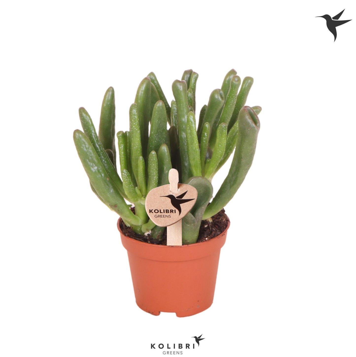 Crassula Hobbit 12cm 6cm Pot