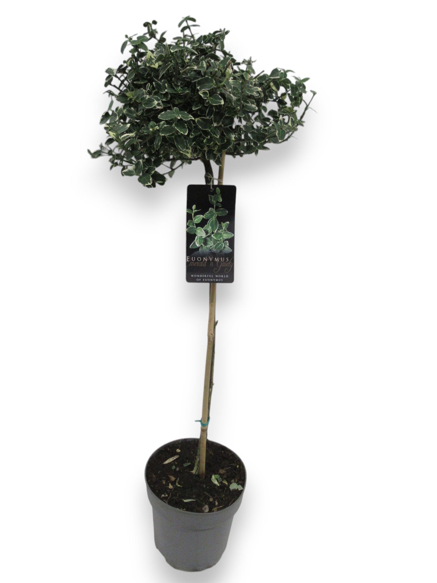 Euonymus Emerald Gaiety 110cm 21cm Pot