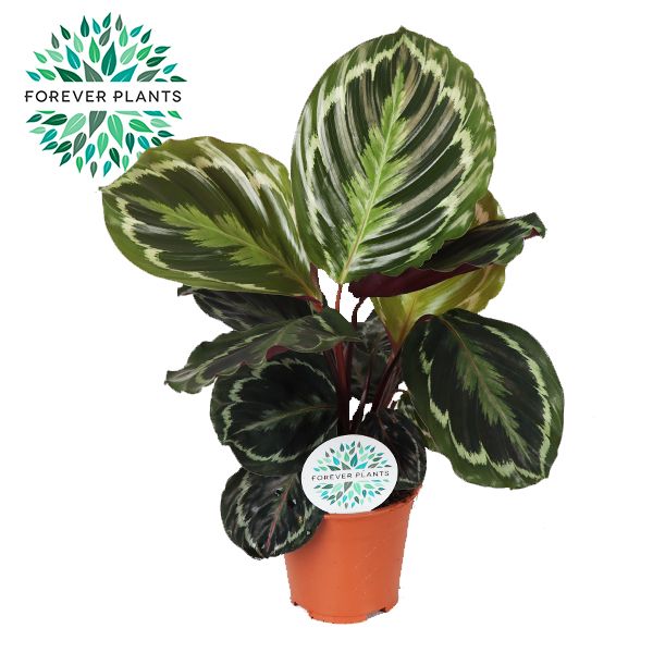 Calathea Medallion 45cm 14cm Pot