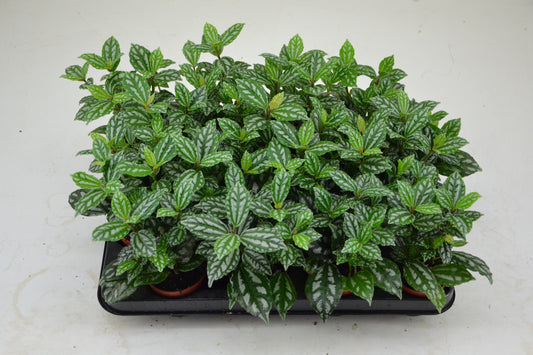 Pilea cadierei 12cm 7cm Pot