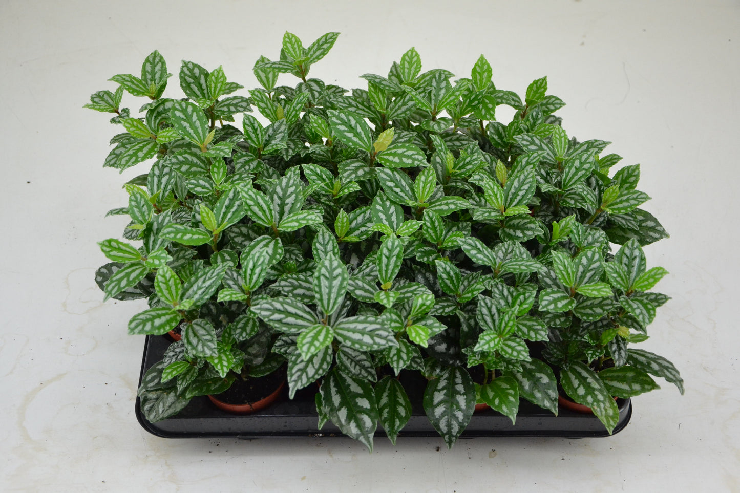 Schoenmakers Verkoop BV Pilea cadierei Pack of 16