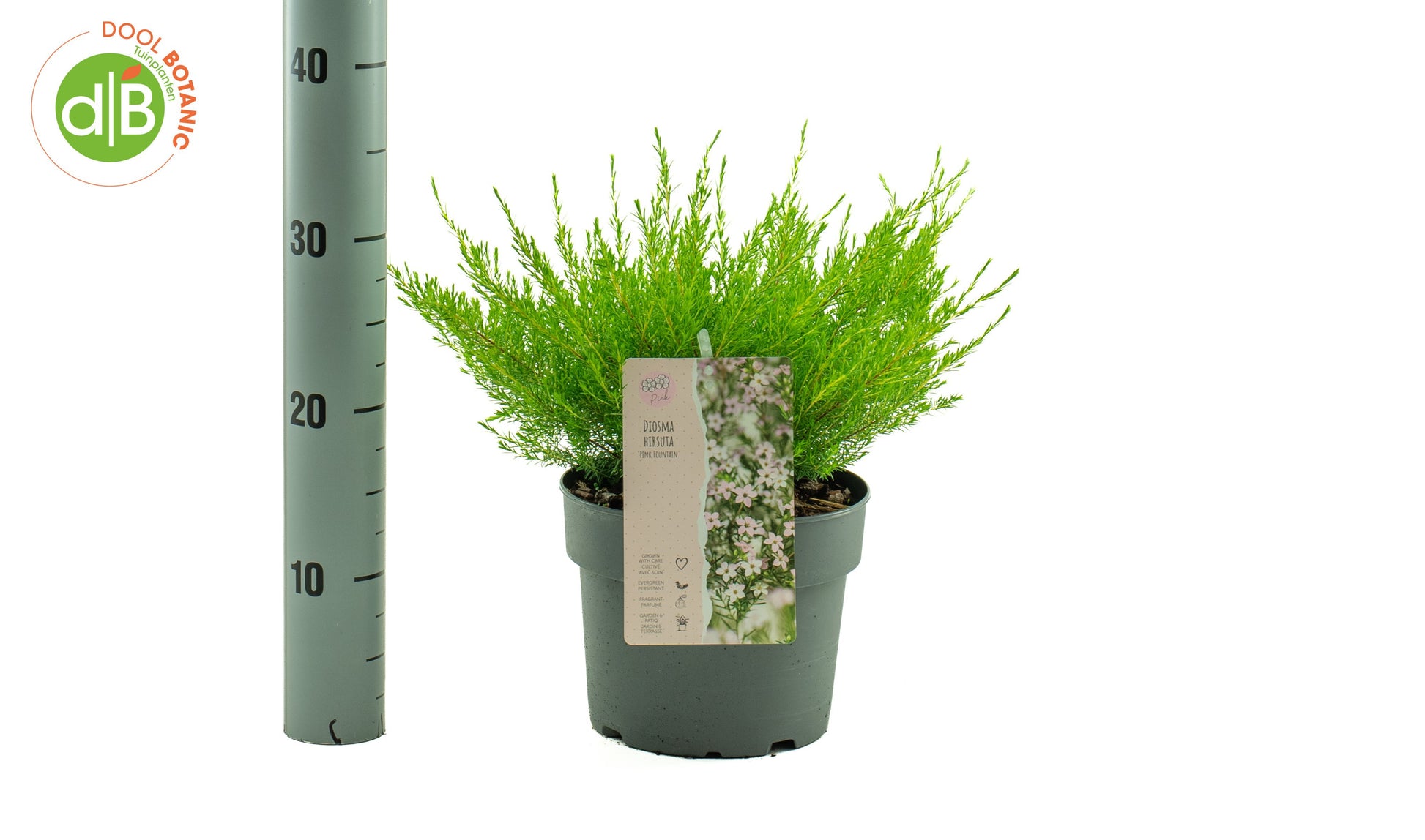 Dool Botanic Diosma hirsuta Pink Fountain Pack of 1