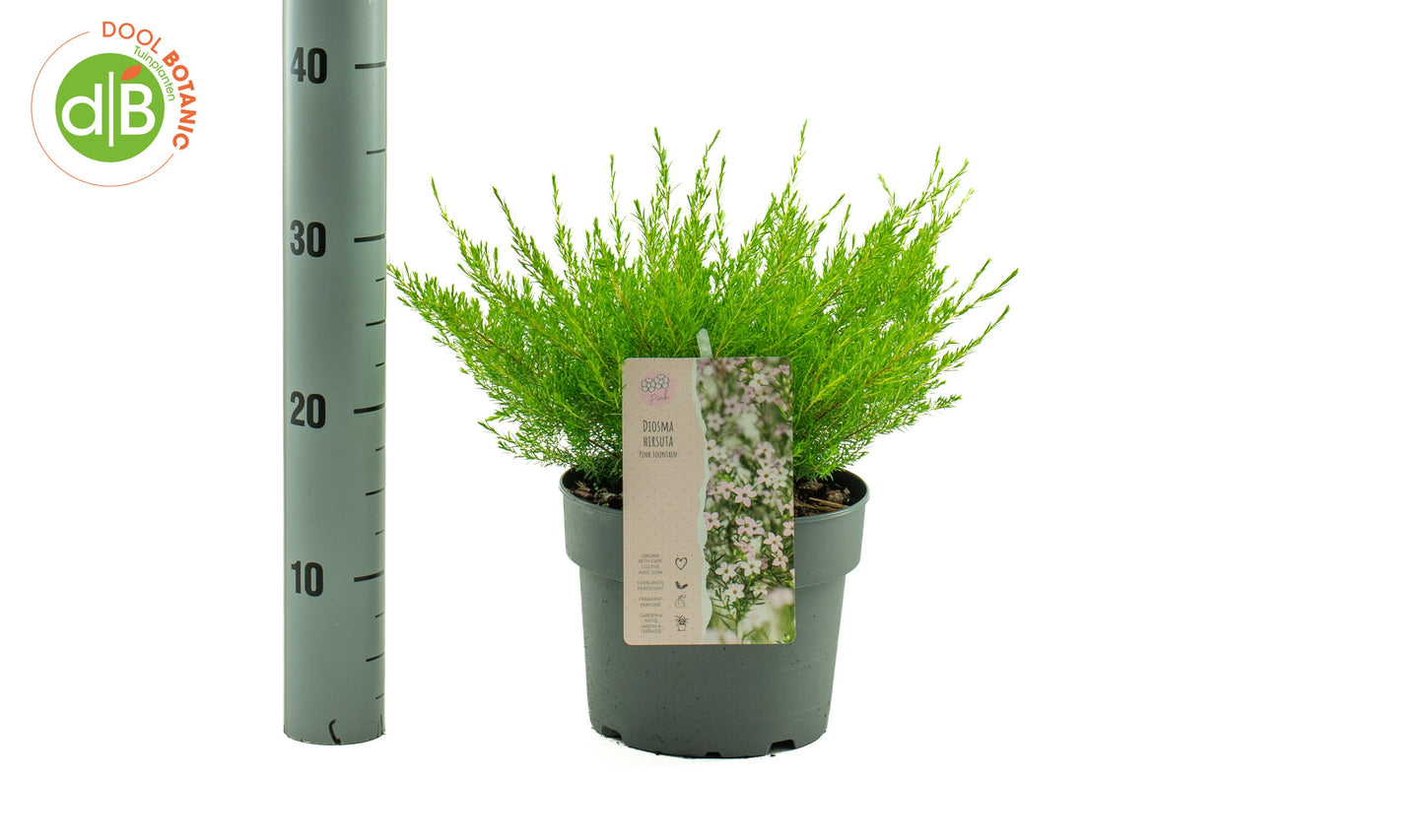 Diosma hirsuta Pink Fountain 20cm 19cm Pot