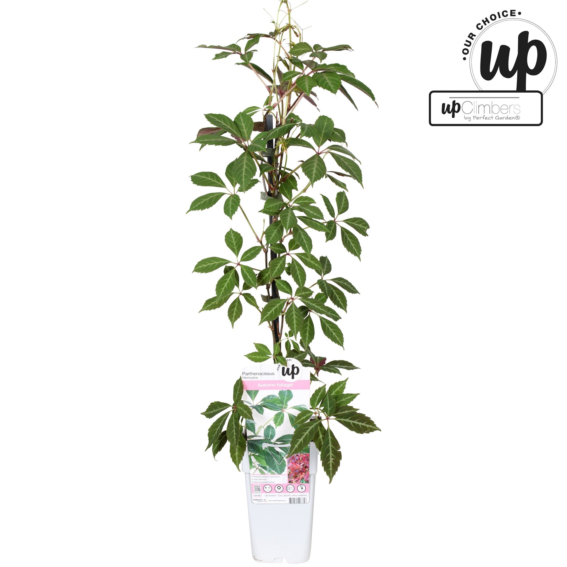 Parthenocissus henryana 65cm 15cm Pot