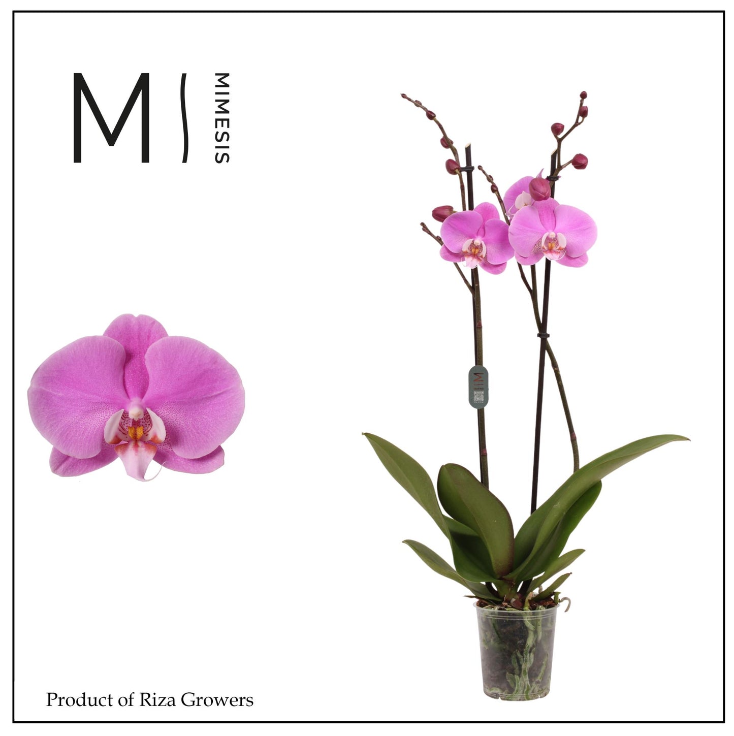 Phalaenopsis Murray 70cm 12cm Pot