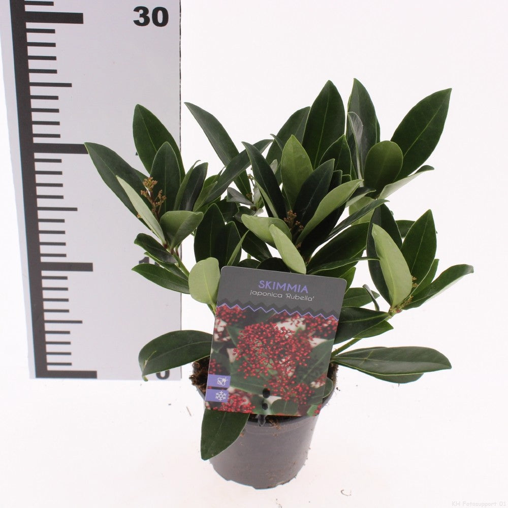 Skimmia japonica 15cm 510cm Pot