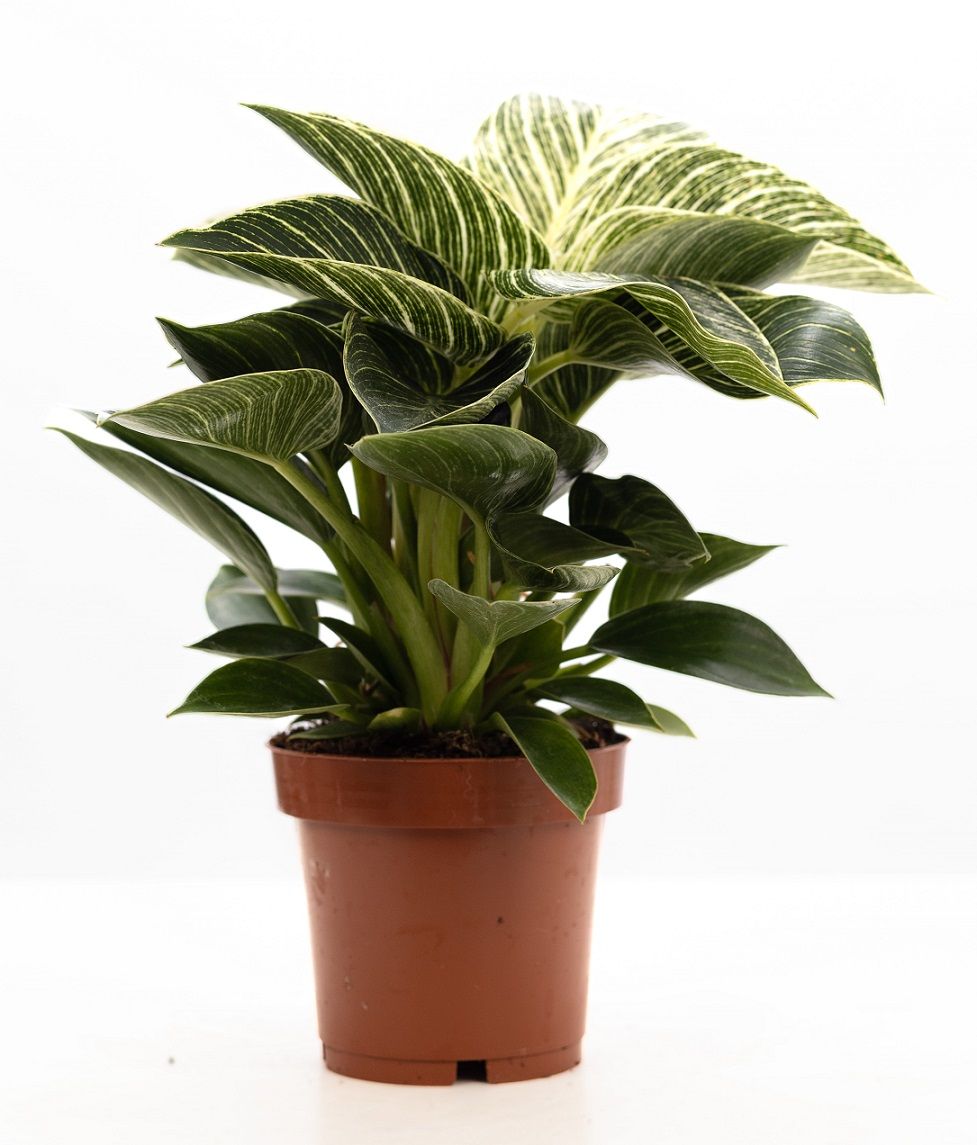 Philodendron scandens 35cm 12cm Pot