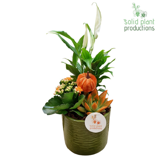 SCE001 Amy Green Orange Echeveria Mix 35cm 13cm Pot