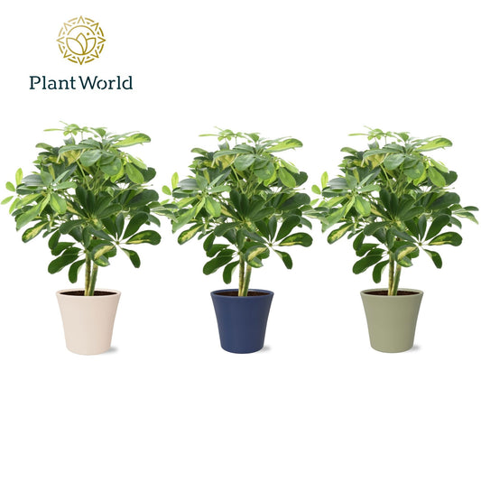 Schefflera Gold Capella 45cm 14cm Pot