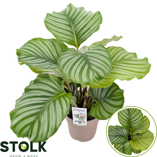 Stolk G4M Plants Calathea Orbifolia Pack of 6
