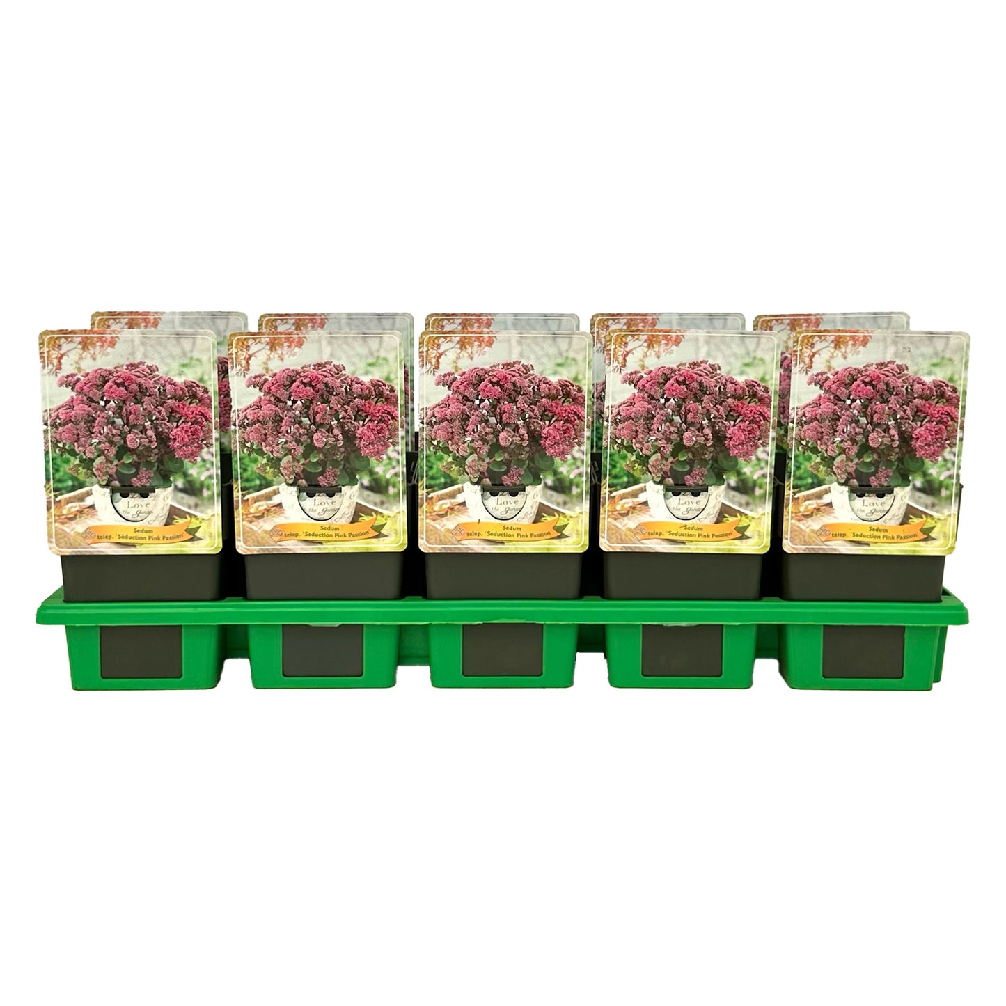 Gebr. Griffioen Sedum Seduction Pink Passion Pack of 10