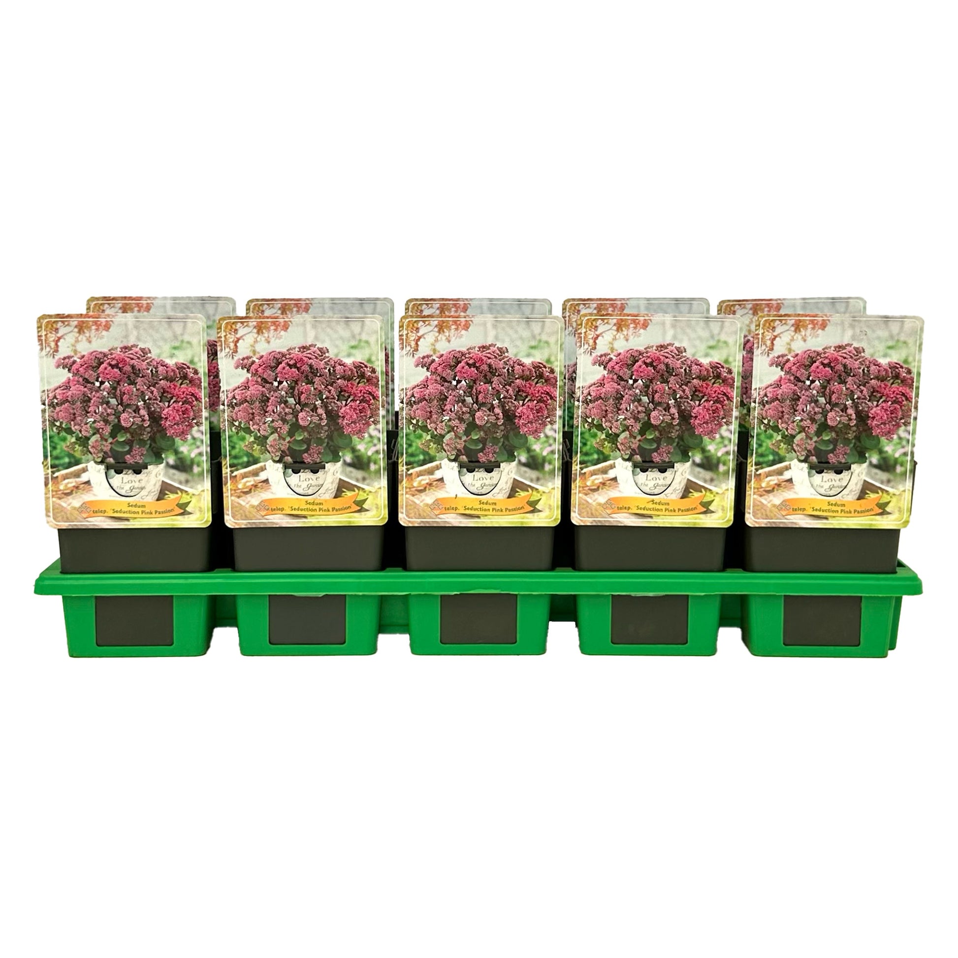 Gebr. Griffioen Sedum Seduction Pink Passion Pack of 10