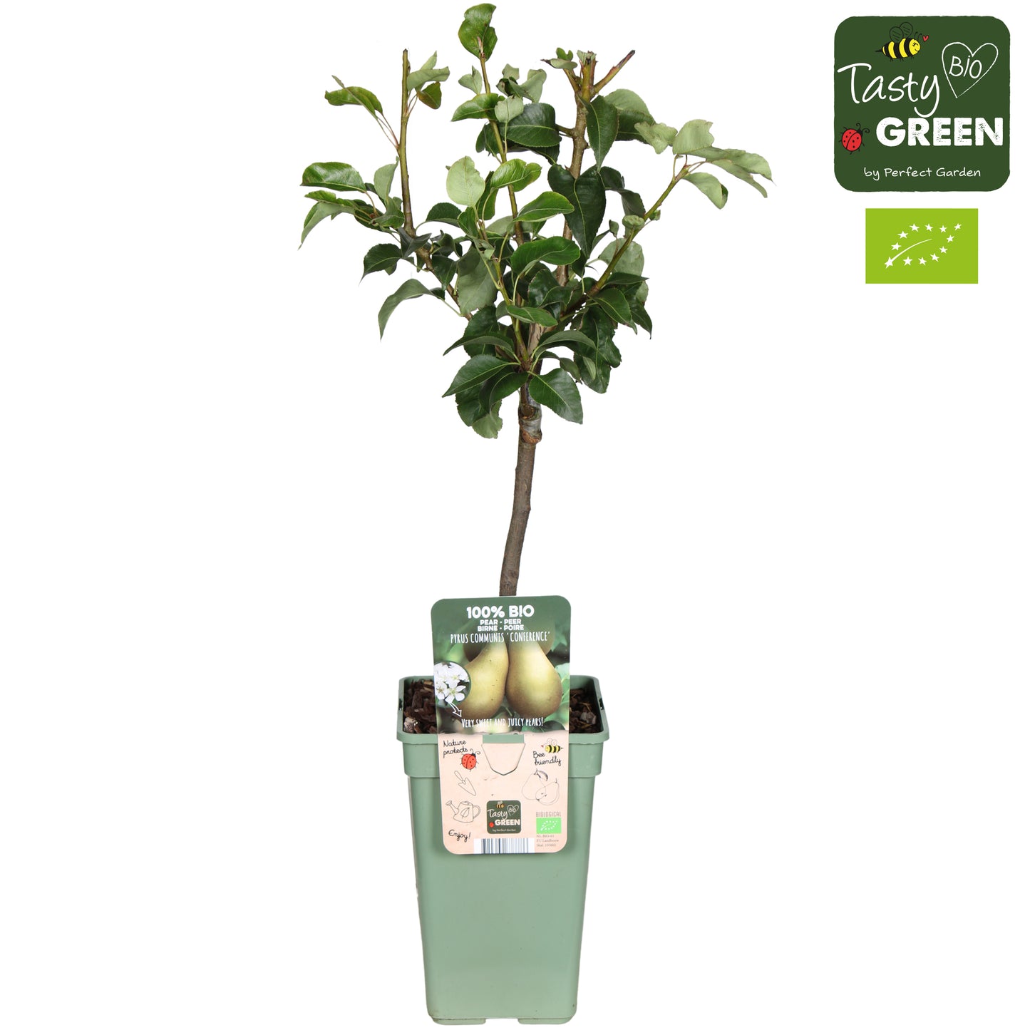 Pyrus com. Conference Halfstam 60cm 19cm Pot