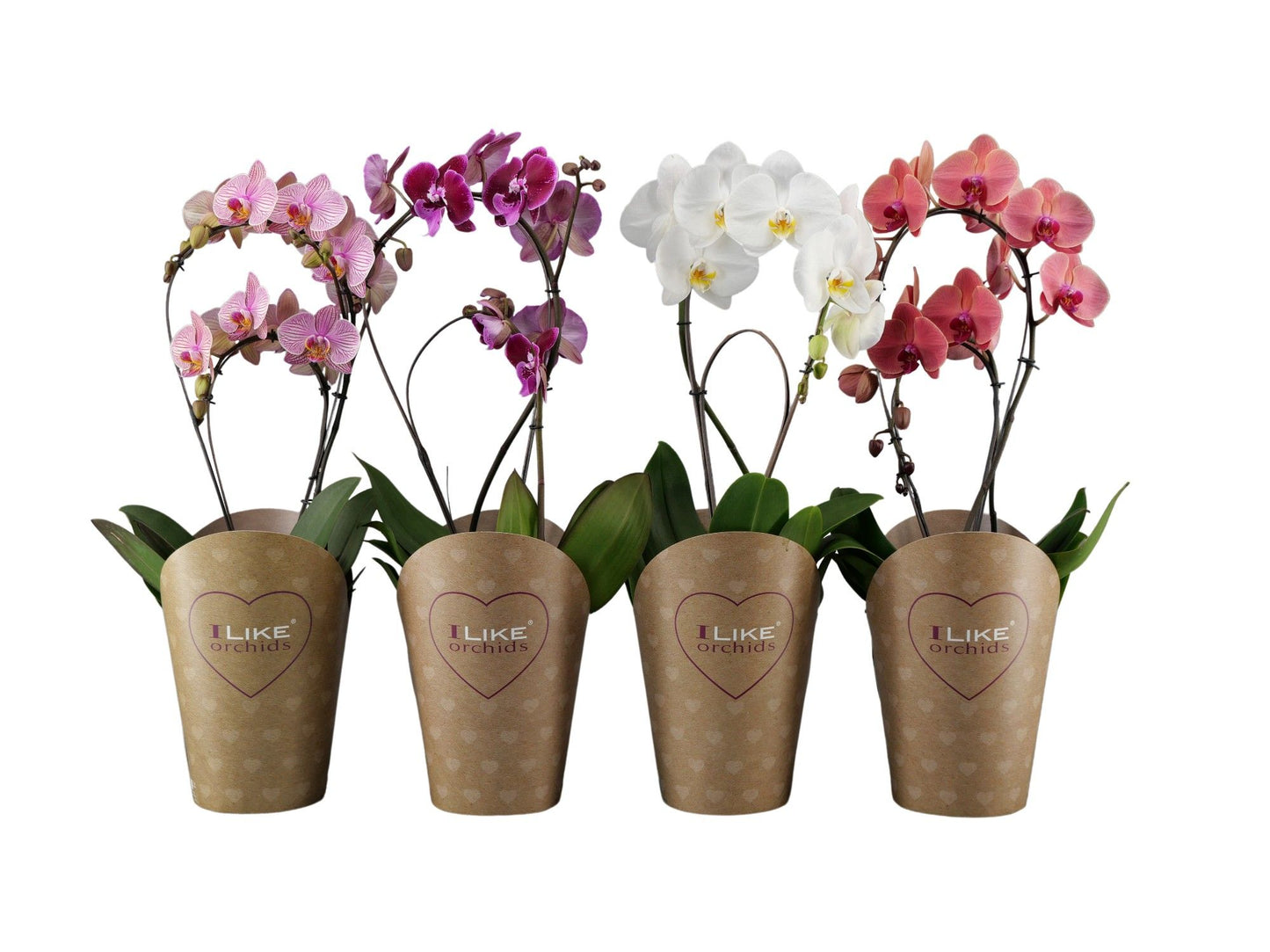 Phalaenopsis mix bamboe 60cm 17cm Pot