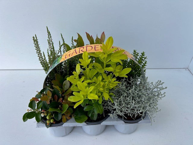 Boomkw. R. Wijsman VOF Shrubs mix Pack of 1