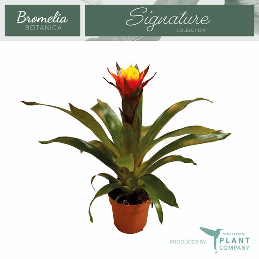 Guzmania Yeltix 45cm 12cm Pot