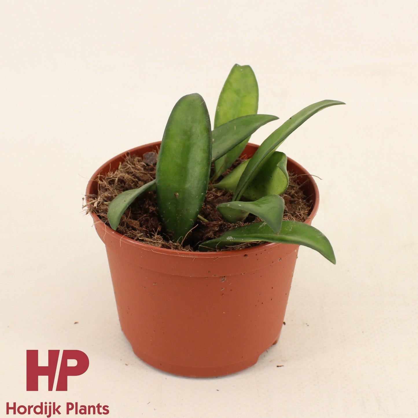 Hoya Rosita 9cm Pot