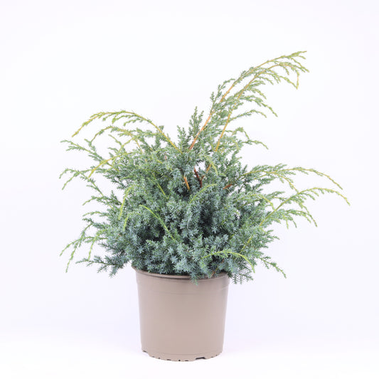 Juniperus Blue Alps 50cm 23cm Pot
