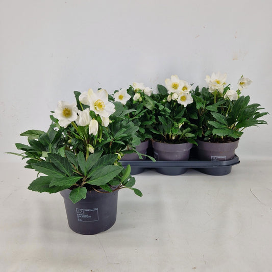 Helleborus Viv Viktor 35cm 19cm Pot