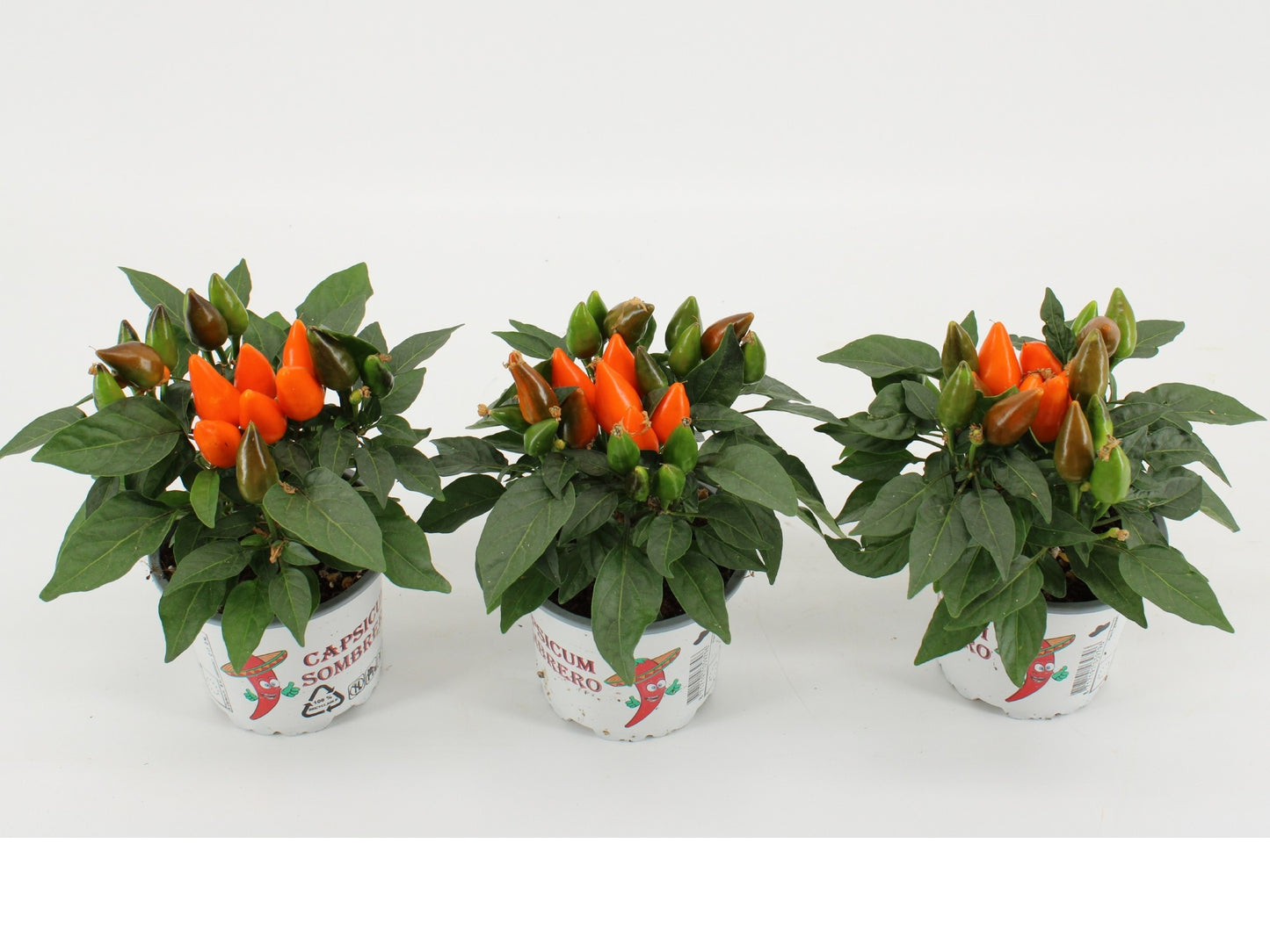 Capsicum ann. Favorit Orange 25cm 510cm Pot