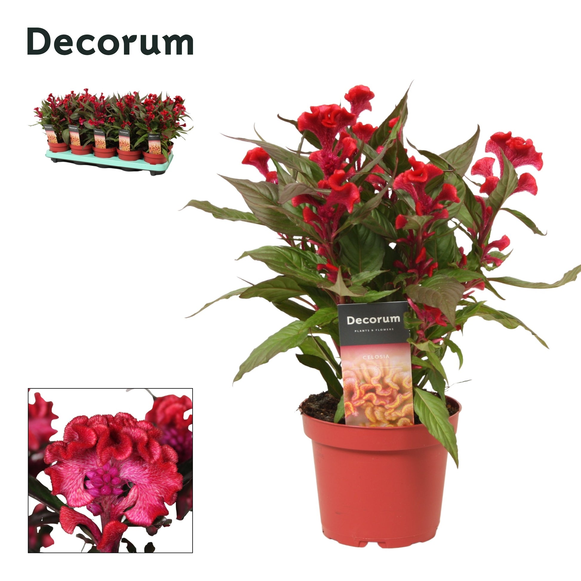 Celosia Hot Topic Purple 32cm 12cm Pot