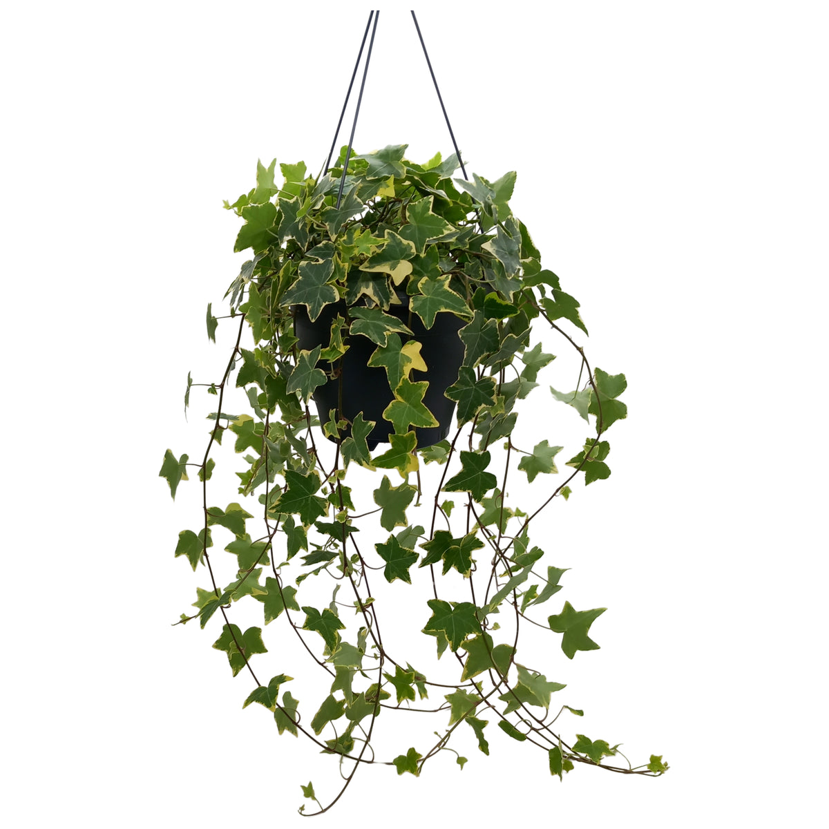Hedera helix Goldchild 19cm Pot