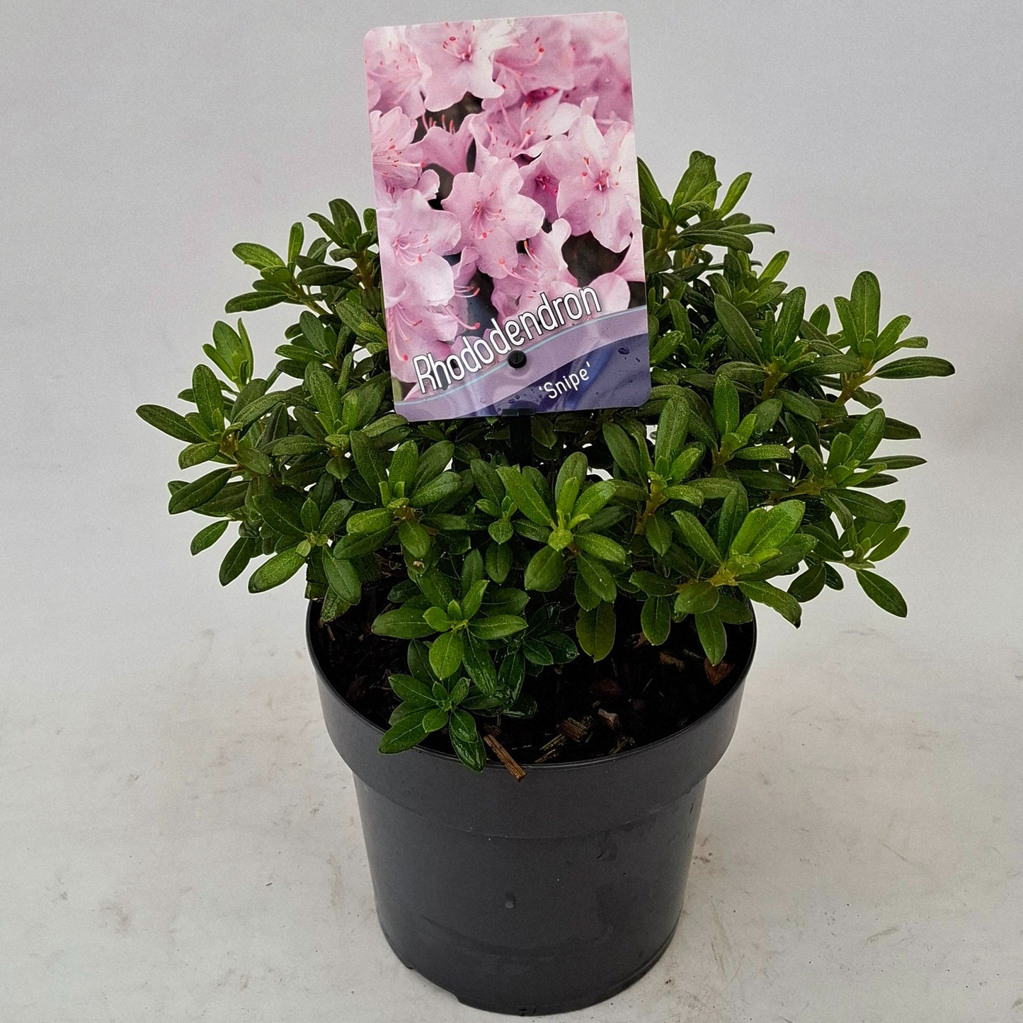 Rhododendron Snipe 20cm 17cm Pot