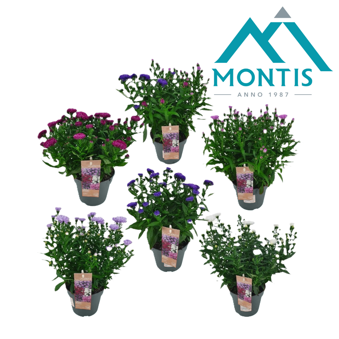 Aster nb. Showmakers mix 30cm 14cm Pot