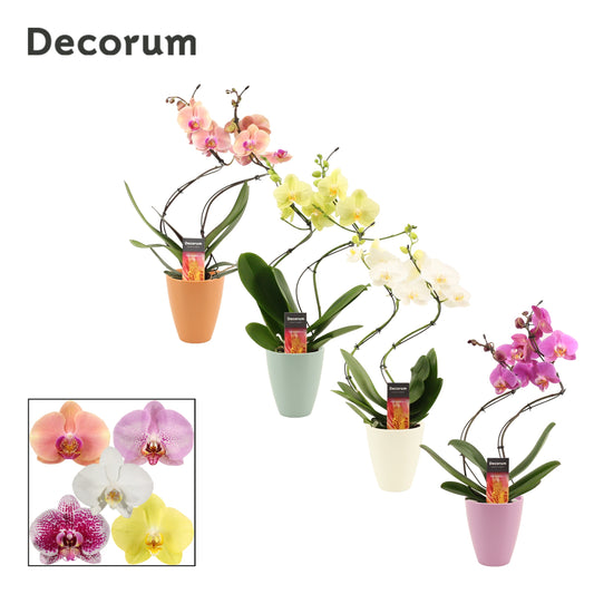 Phalaenopsis Hurricane special mix 50cm 12cm Pot
