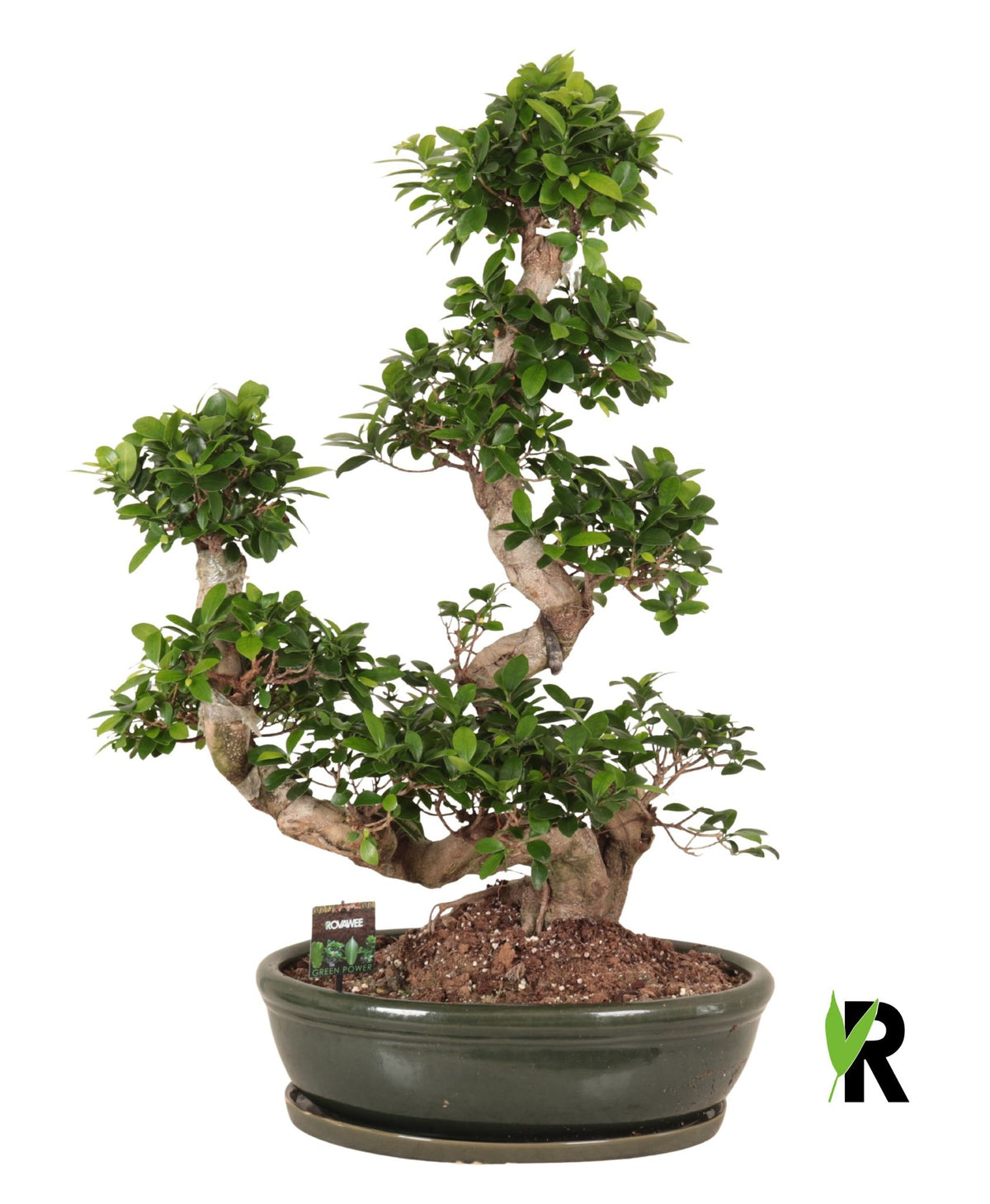 Ficus Ginseng 110cm 50cm Pot