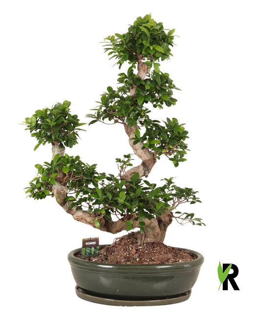 Ficus Ginseng 110cm 50cm Pot