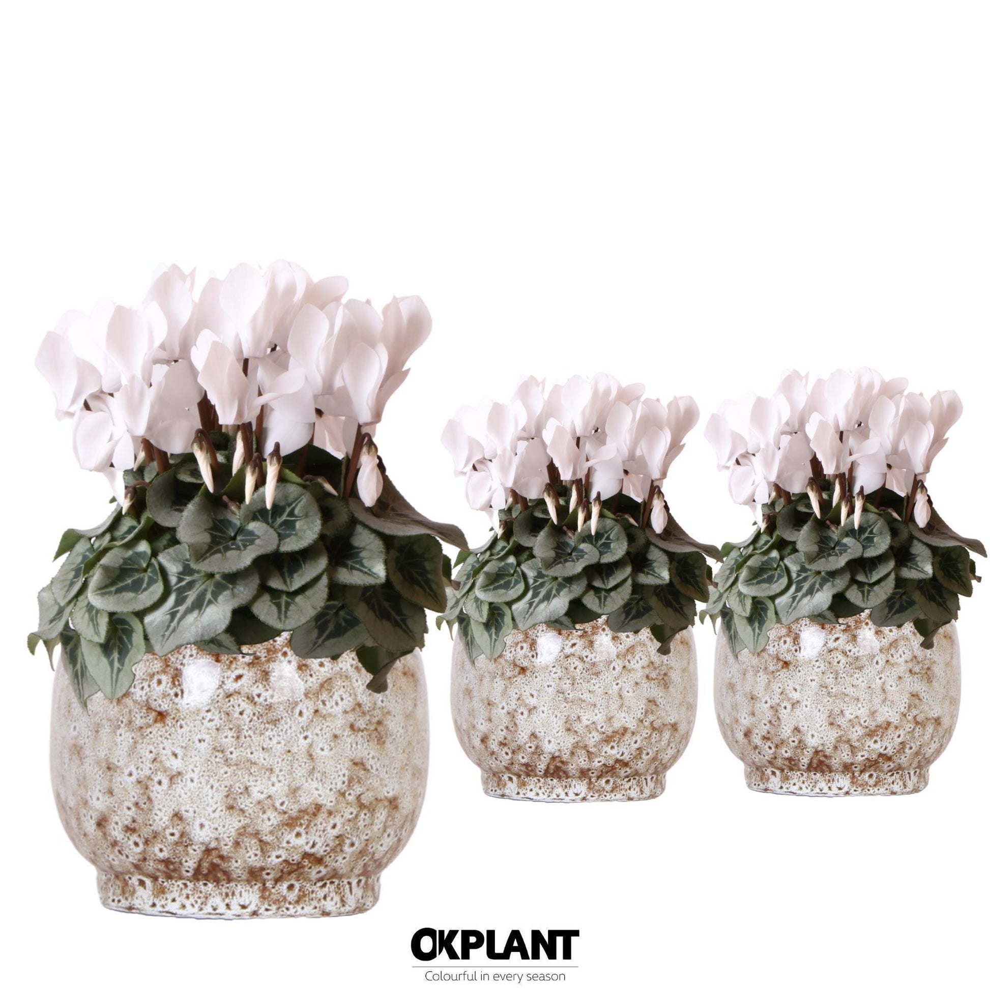 Cyclamen white (+ drp.ceramic) 25cm 12cm Pot